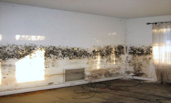 Mold Damage Restoration