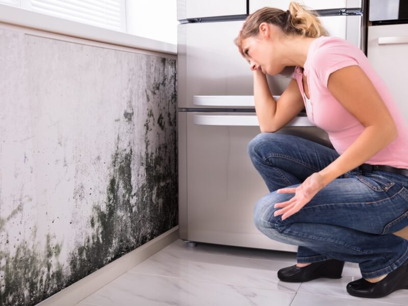 Professional Mold Remediation Experts